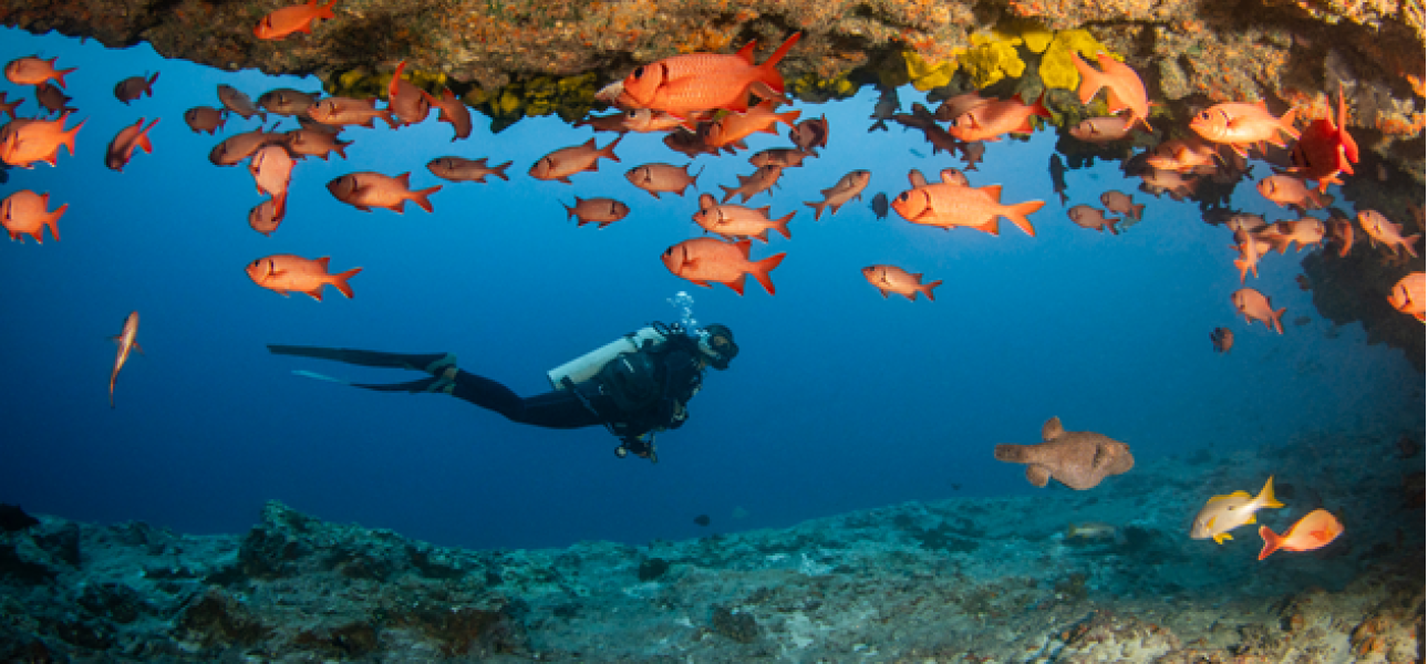 Die Inseln von Tahiti gewinnen den BOOT Dive Award 2026 als beste Tauchdestination